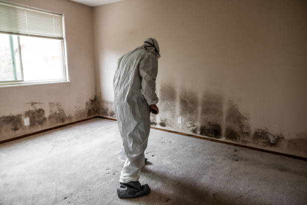 Best Mold Damage Repair  in Decatur, GA