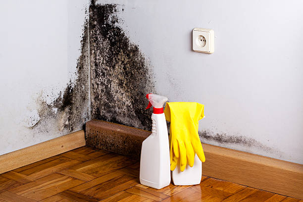 Best Certified Mold Removal  in Decatur, GA